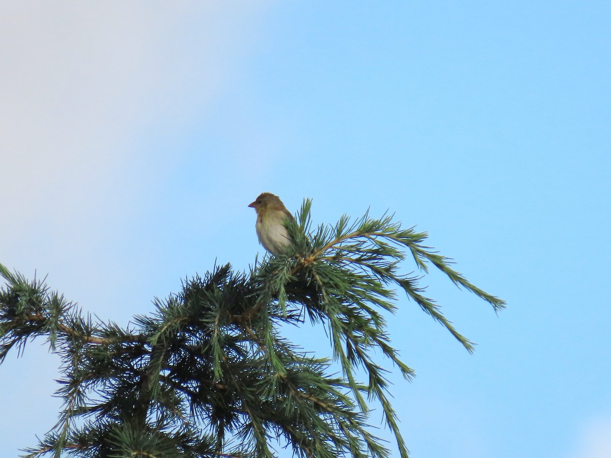 Cape Weaver - Joyce Brady