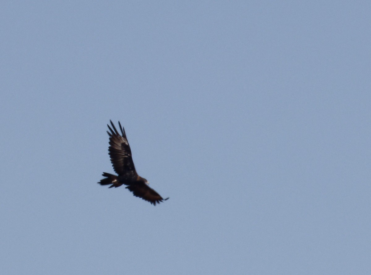 Wedge-tailed Eagle - ML617461682