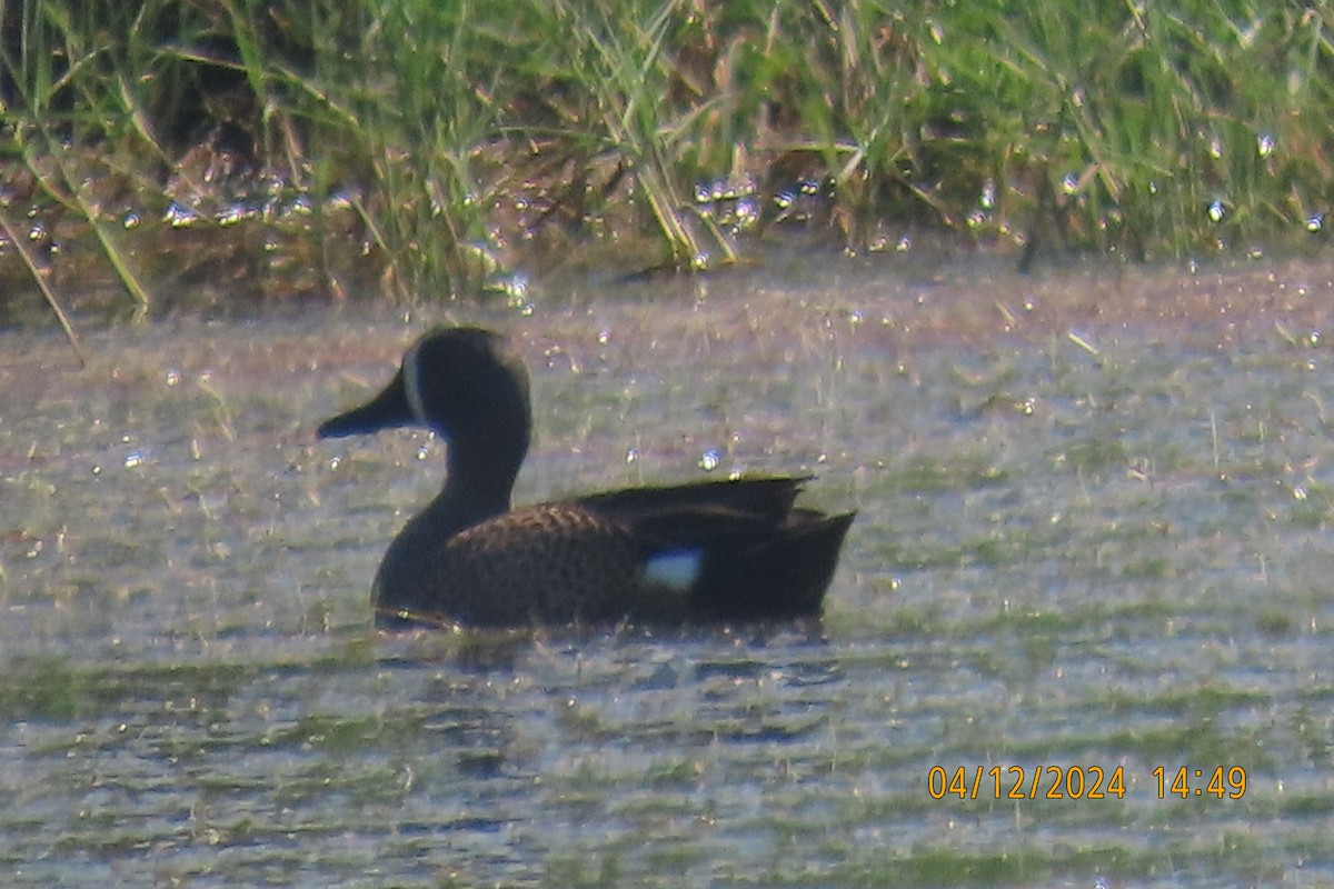 Blue-winged Teal - Leslie Baker