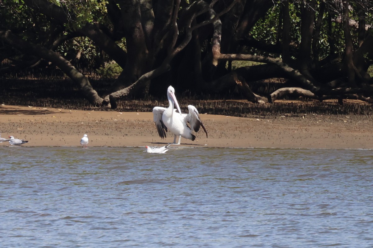 pelikán australský - ML617461686