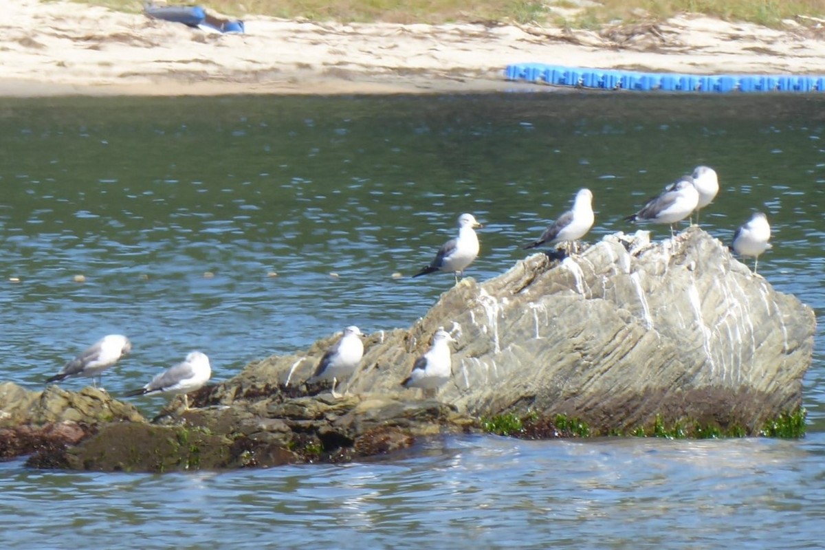 Black-tailed Gull - ML617461716