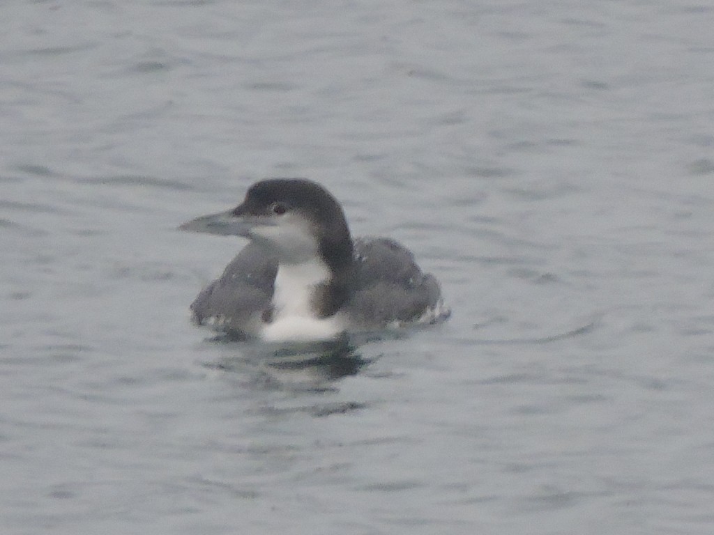 Common Loon - ML617461750