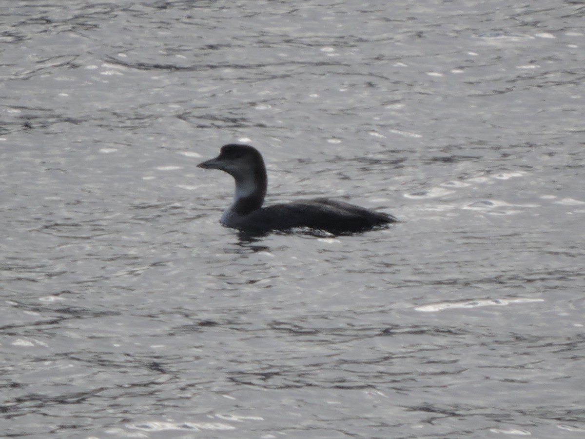 Common Loon - ML617461751