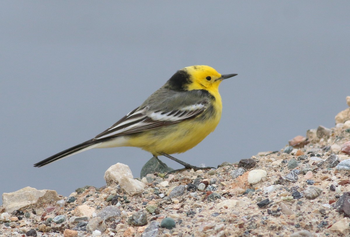 Citrine Wagtail - ML617461756