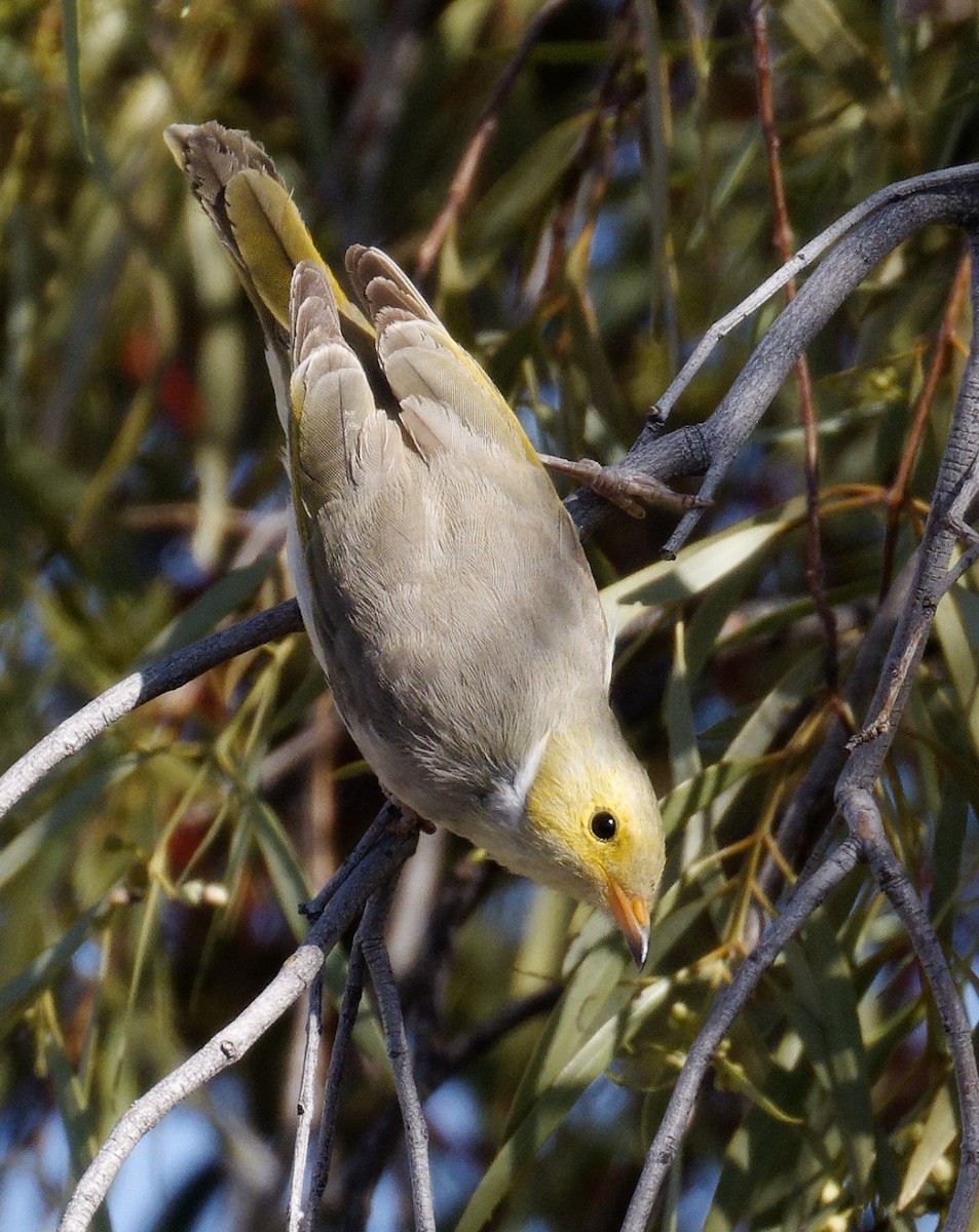 White-plumed Honeyeater - ML617461759