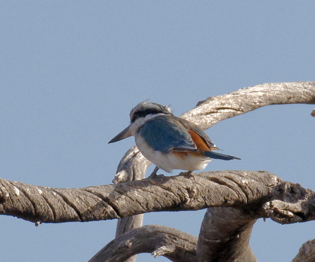 Red-backed Kingfisher - ML617461769