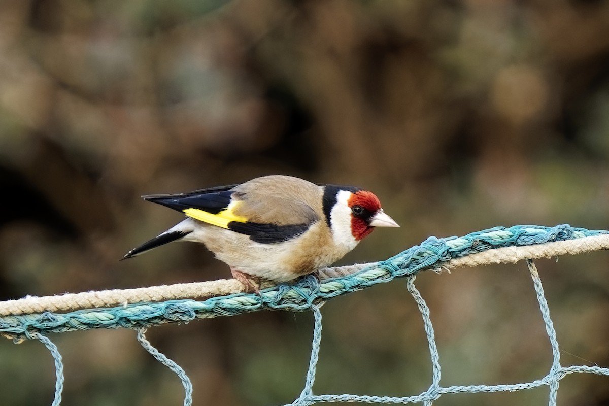 European Goldfinch - Holger Teichmann