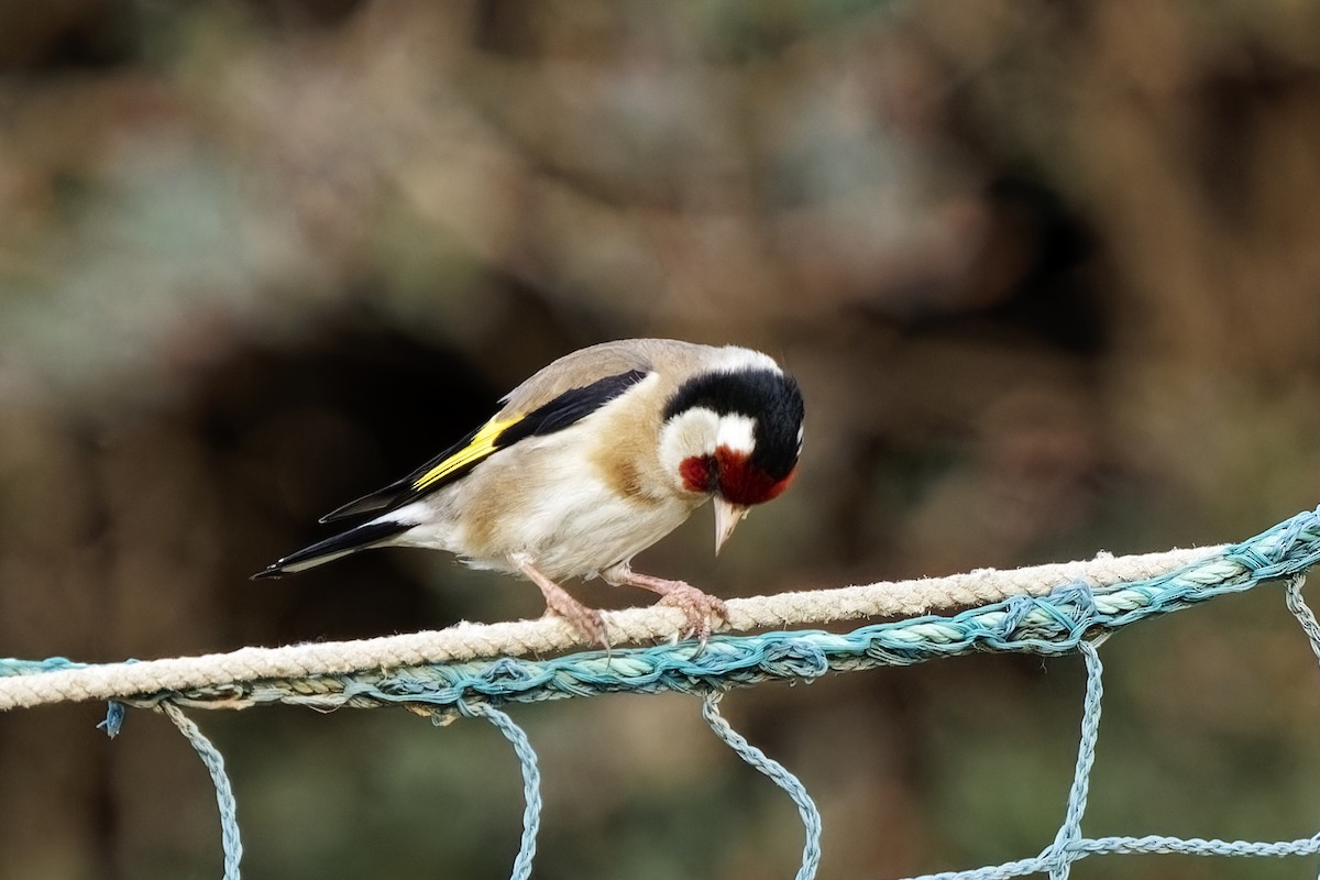 European Goldfinch - ML617461782