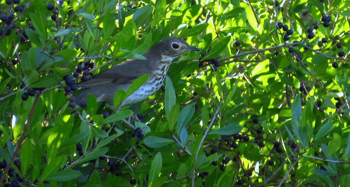 Swainson's Thrush - Tammy Hester