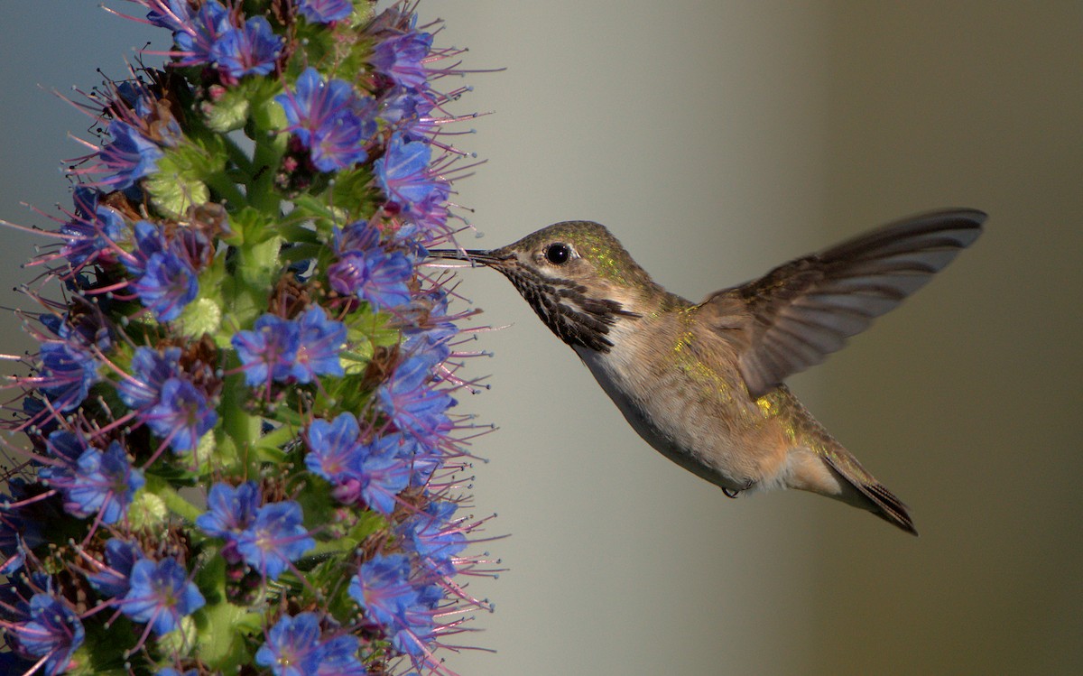 Colibrí Calíope - ML617461822