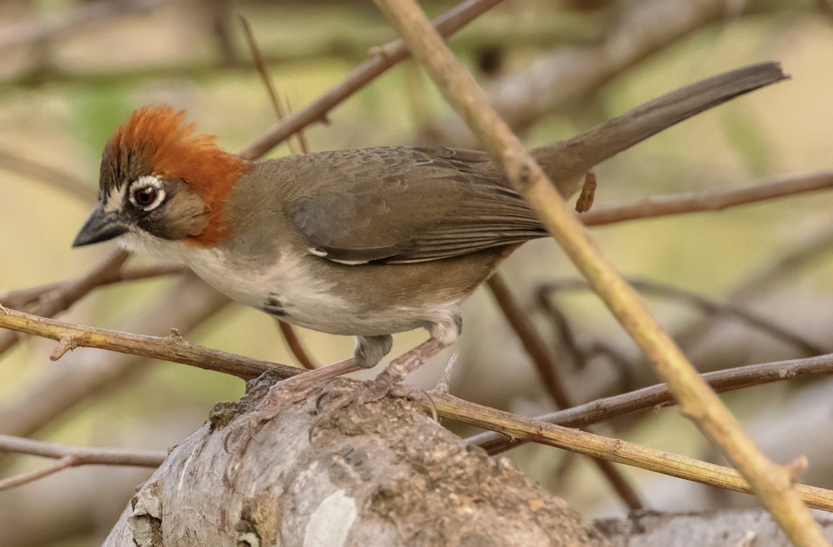 Rusty-crowned Ground-Sparrow - ML617461831