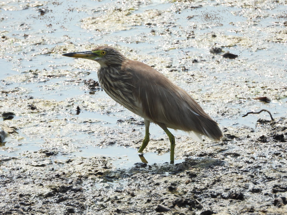 Indian Pond-Heron - ML617461867