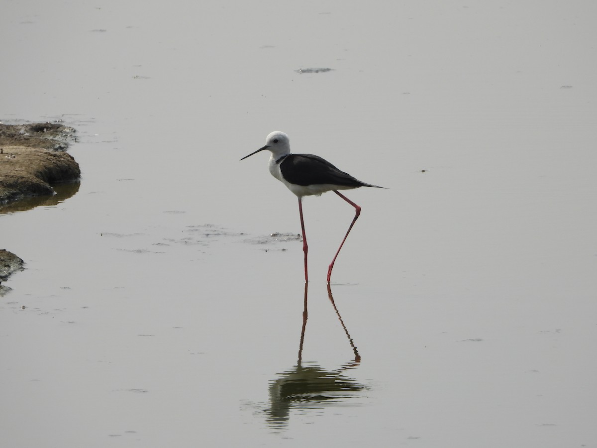 Black-winged Stilt - ML617461873