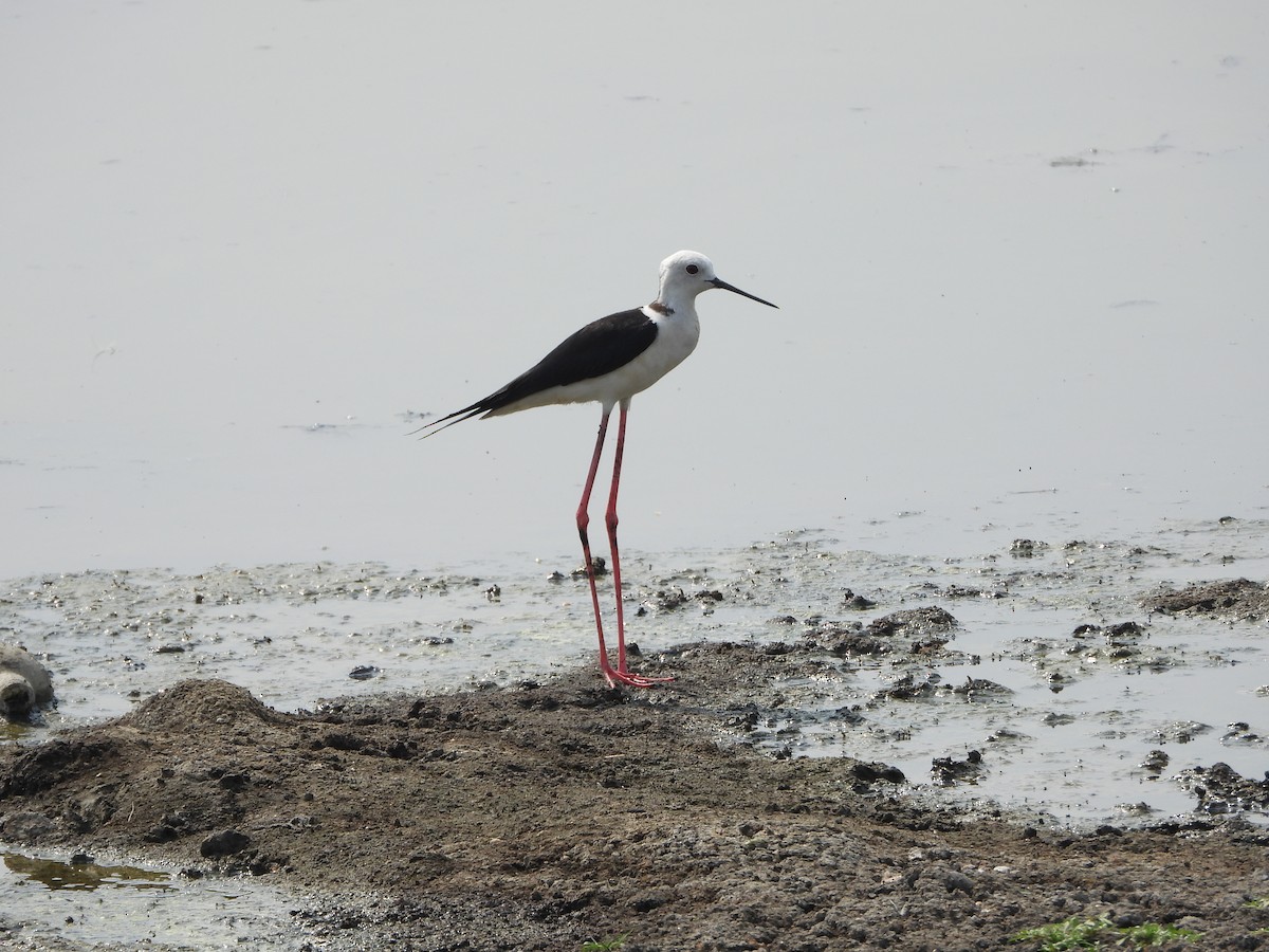 Black-winged Stilt - Subramania Siva