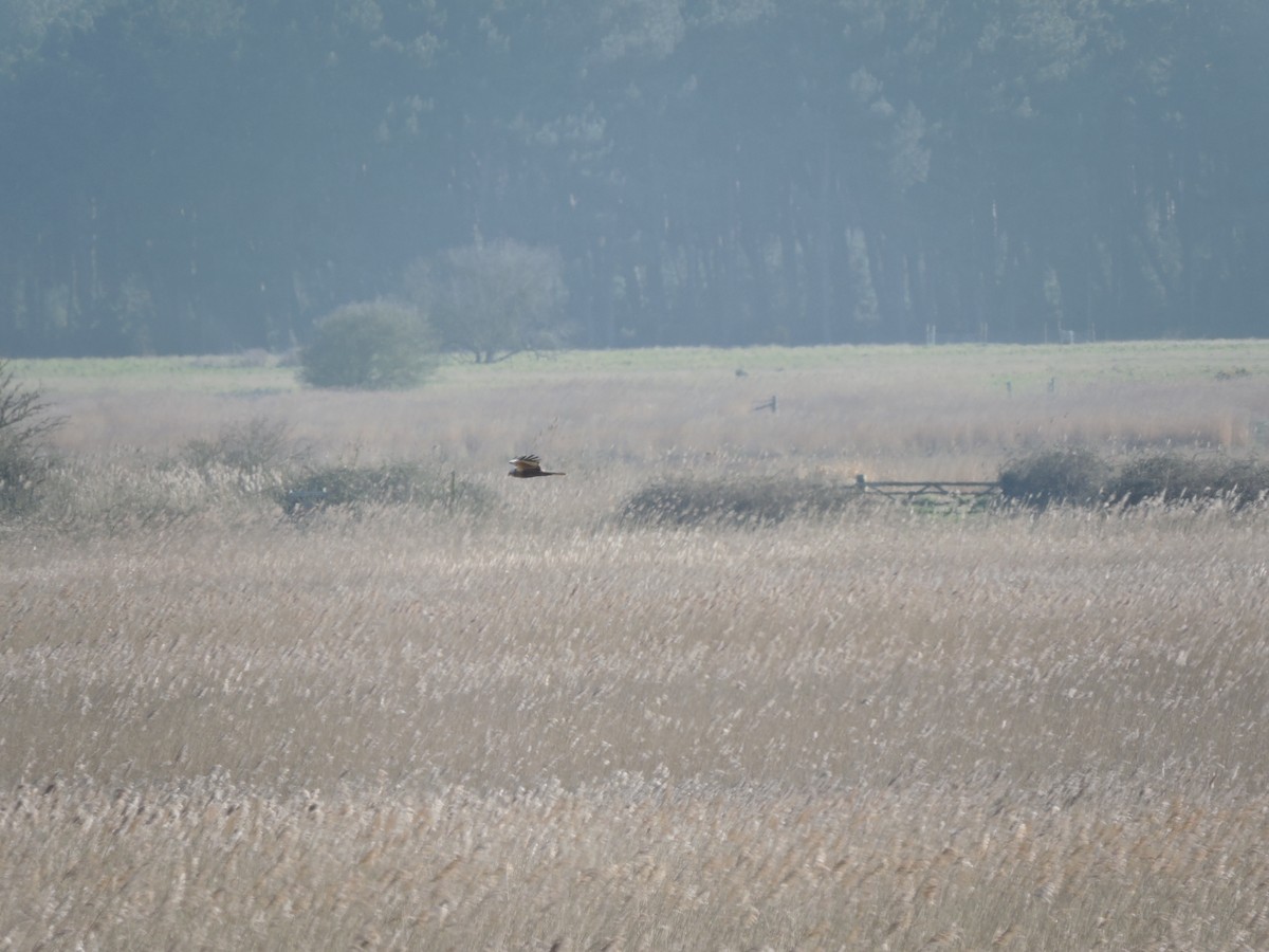 Western Marsh Harrier - ML617461899