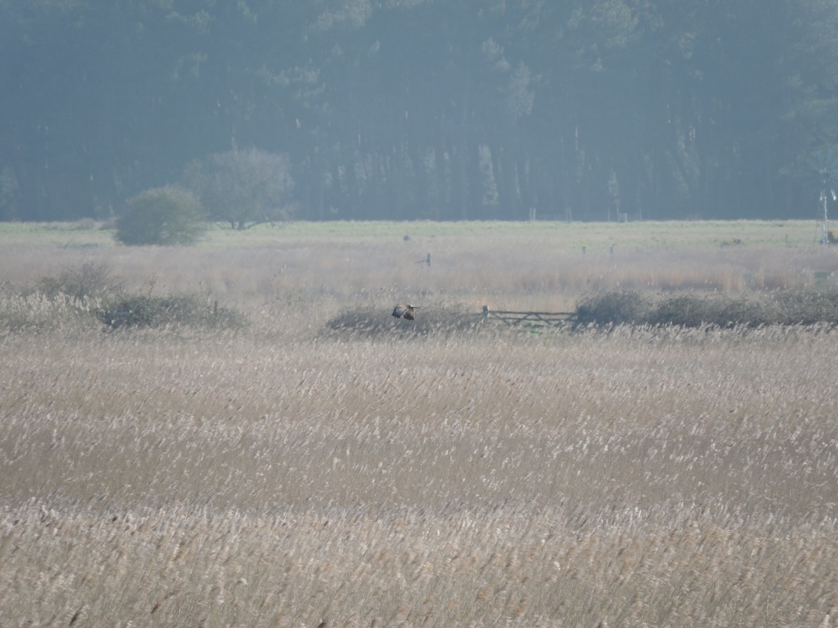 Western Marsh Harrier - ML617461901