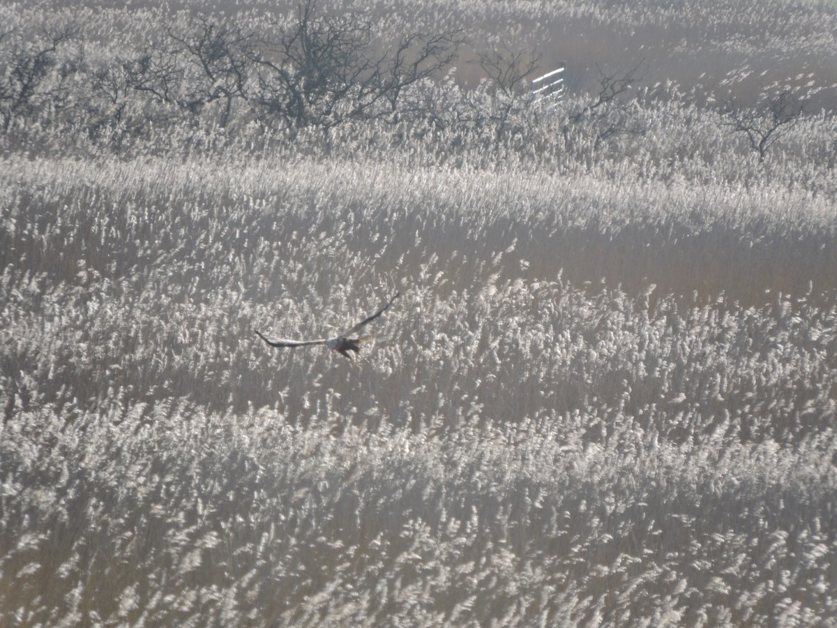 Western Marsh Harrier - ML617461904