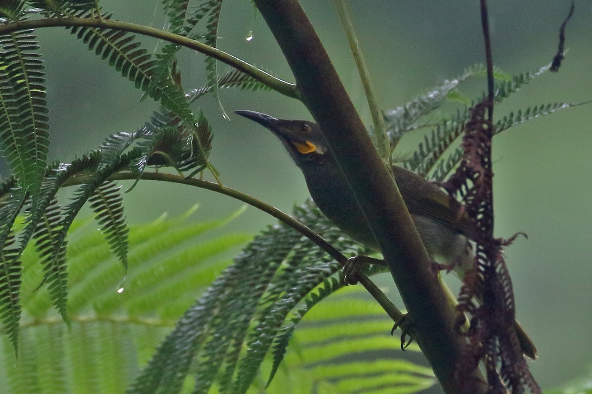 Northern Wattled-Honeyeater - ML617461995