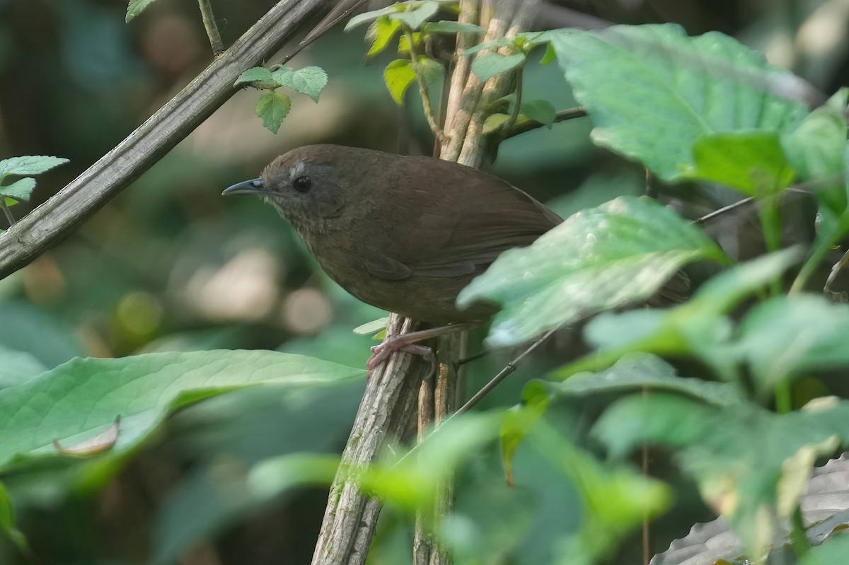 Spot-throated Babbler - ML617462043