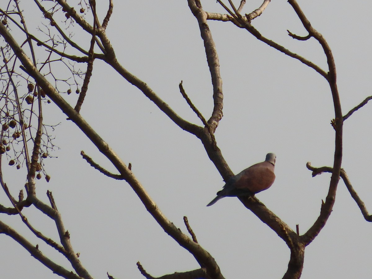 Red Collared-Dove - ML617462054