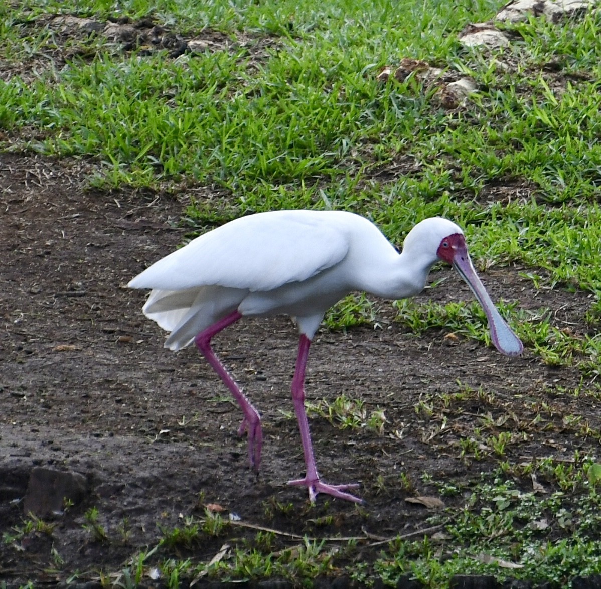 African Spoonbill - ML617462068