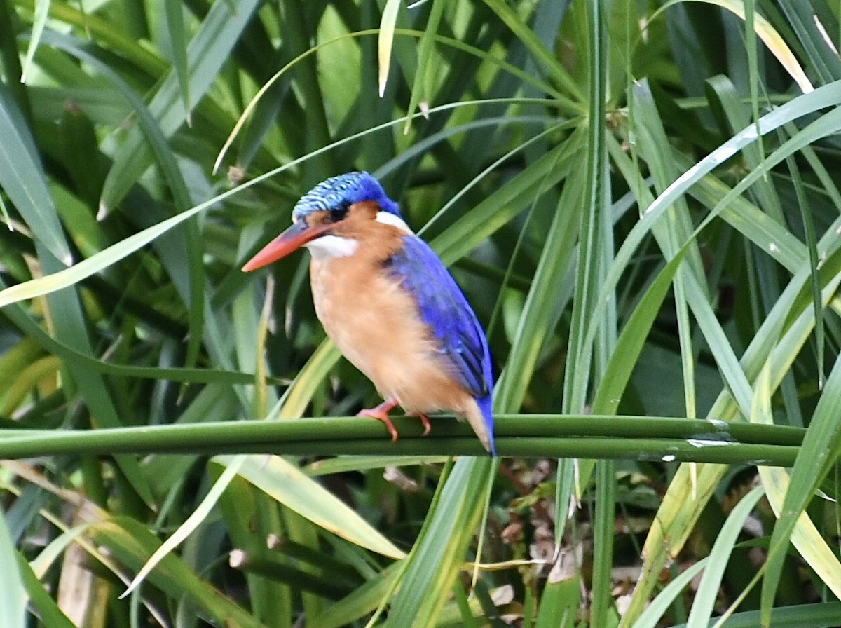 Martin-pêcheur huppé - ML617462075