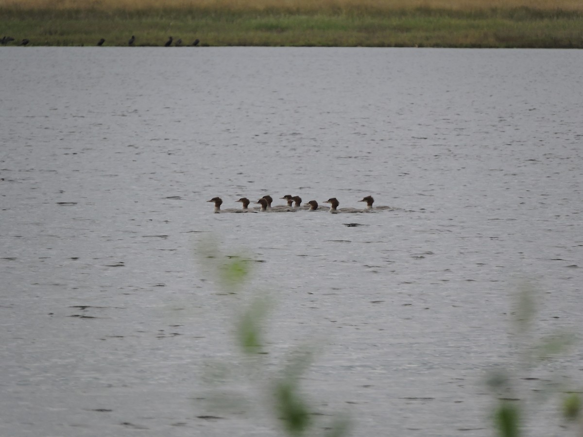 Хумхин бохио - ML617462133