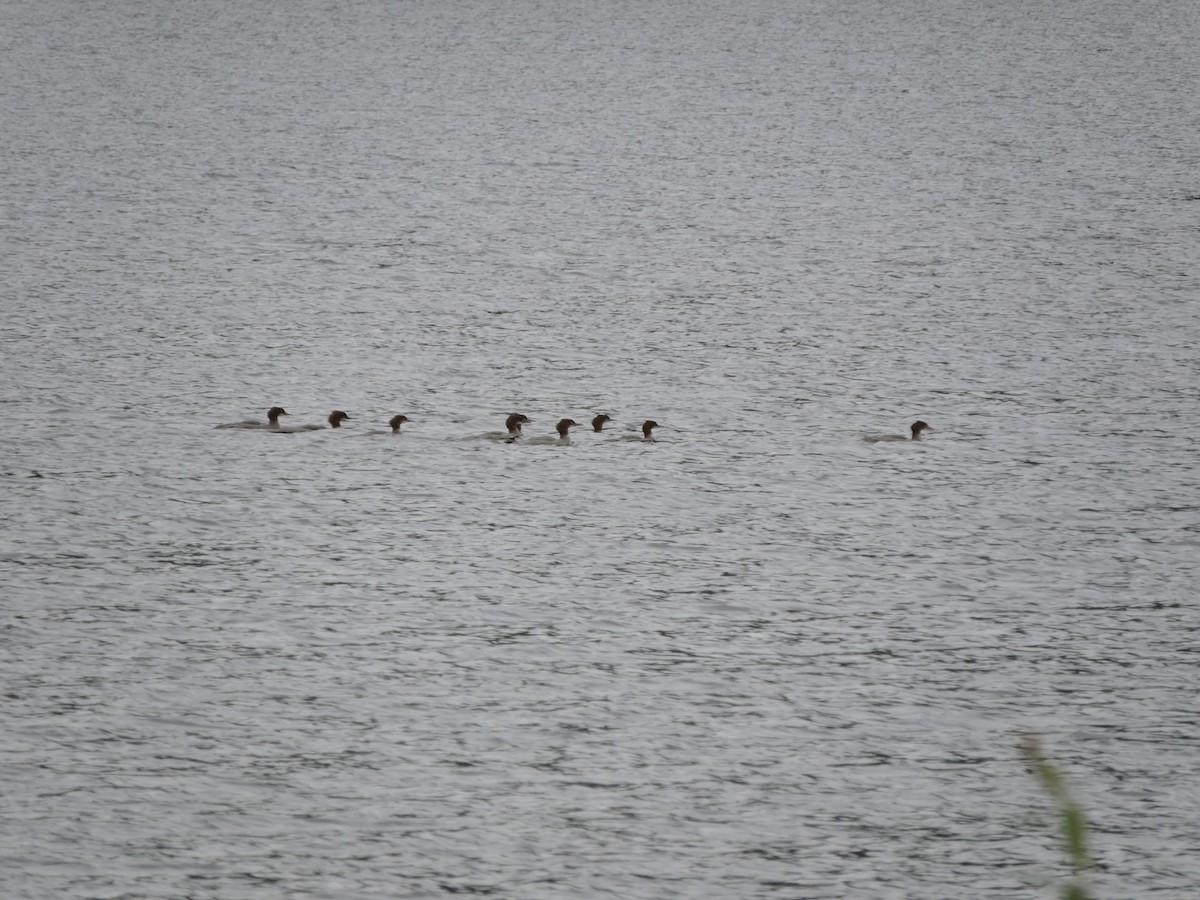 Хумхин бохио - ML617462135