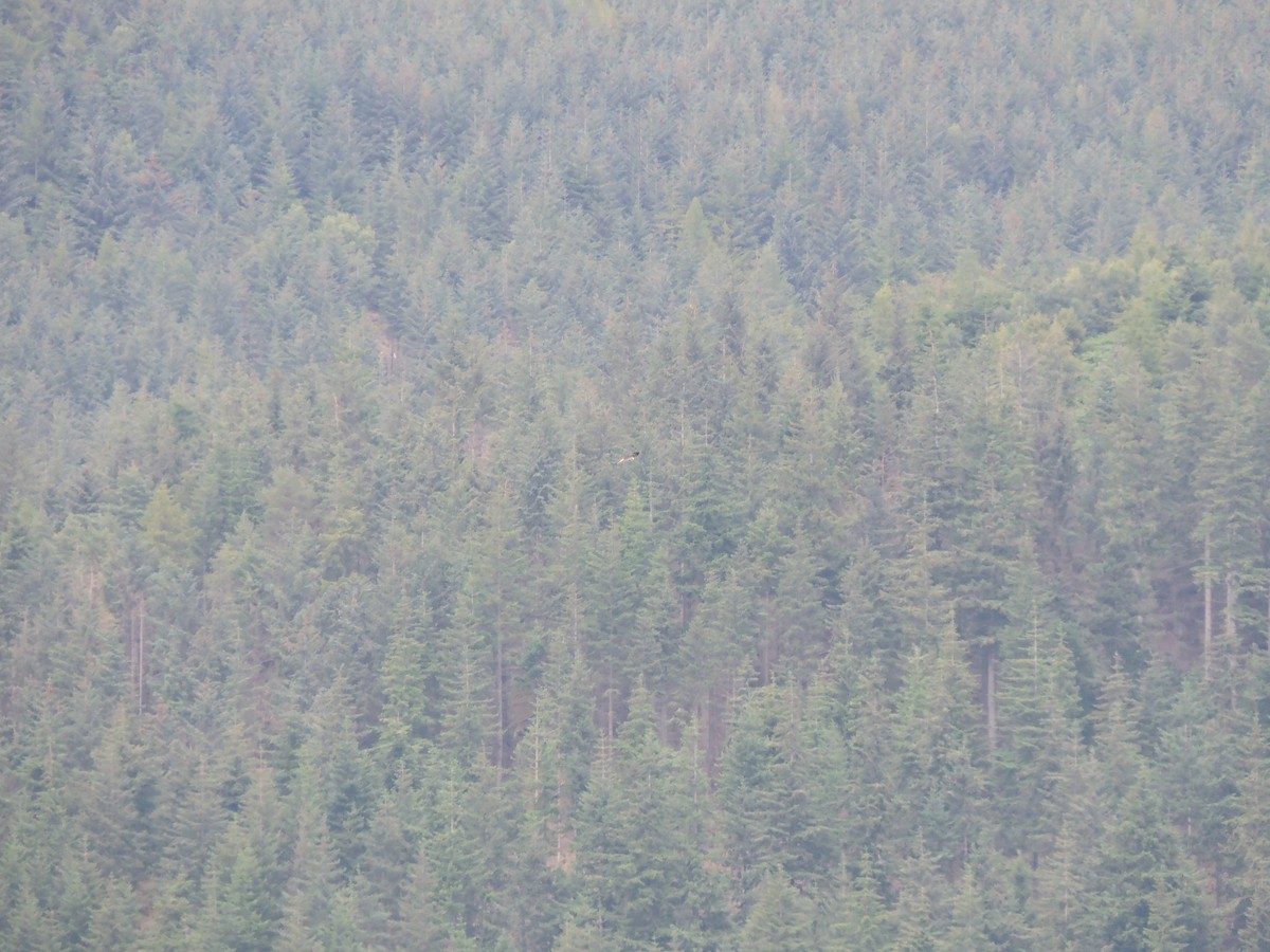 Загасч явлаг - ML617462144