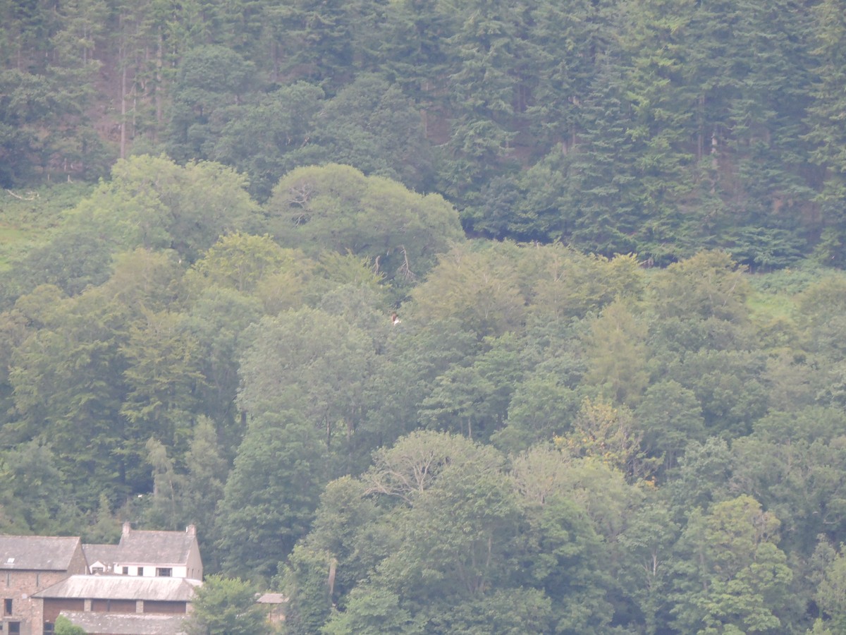 Загасч явлаг - ML617462145