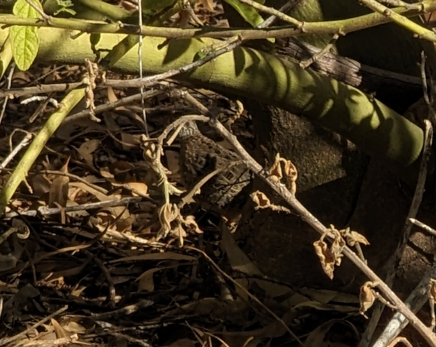 Painted Buttonquail - ML617462174