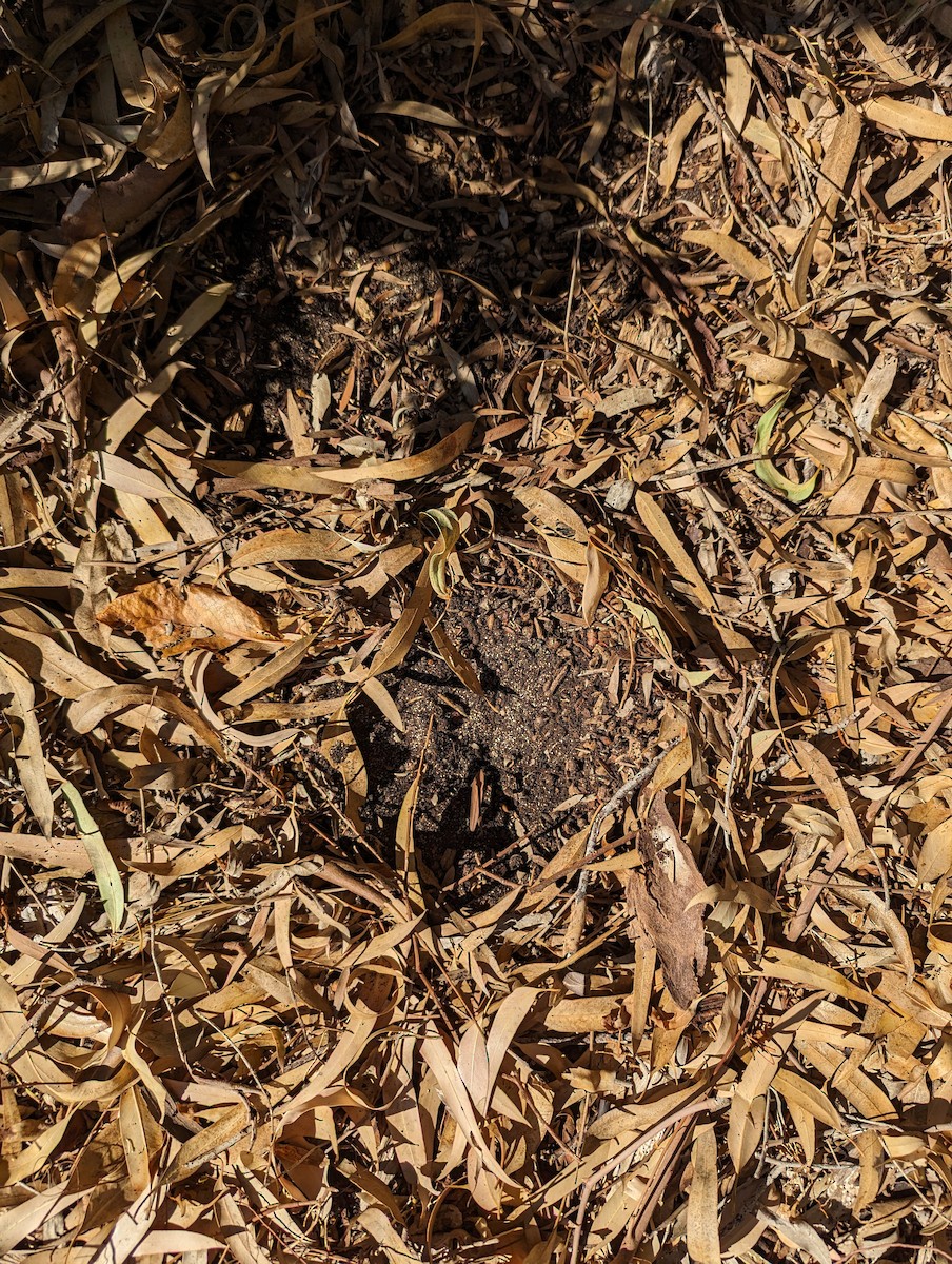 Painted Buttonquail - ML617462180