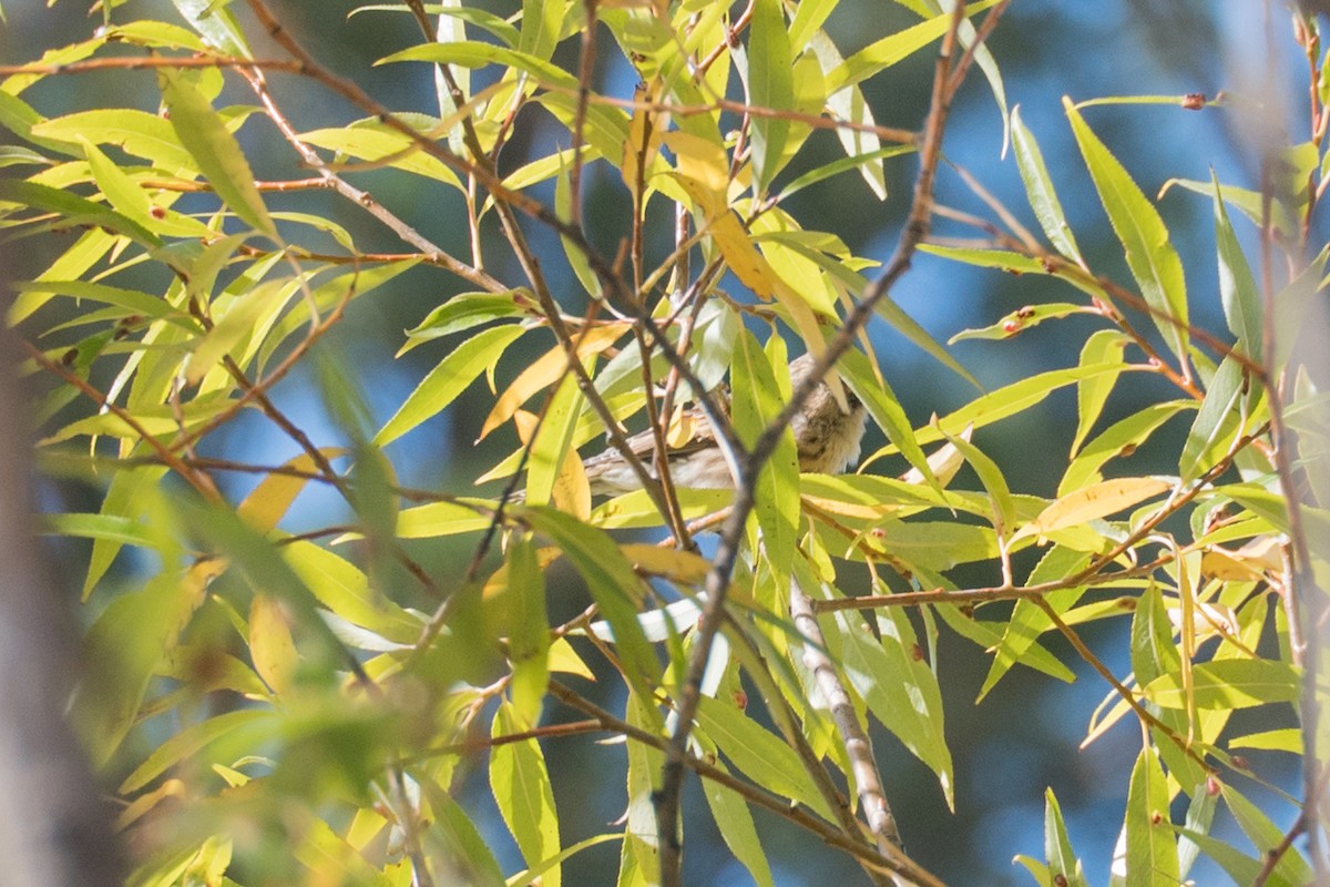 Lesser Redpoll - Ashok Kolluru