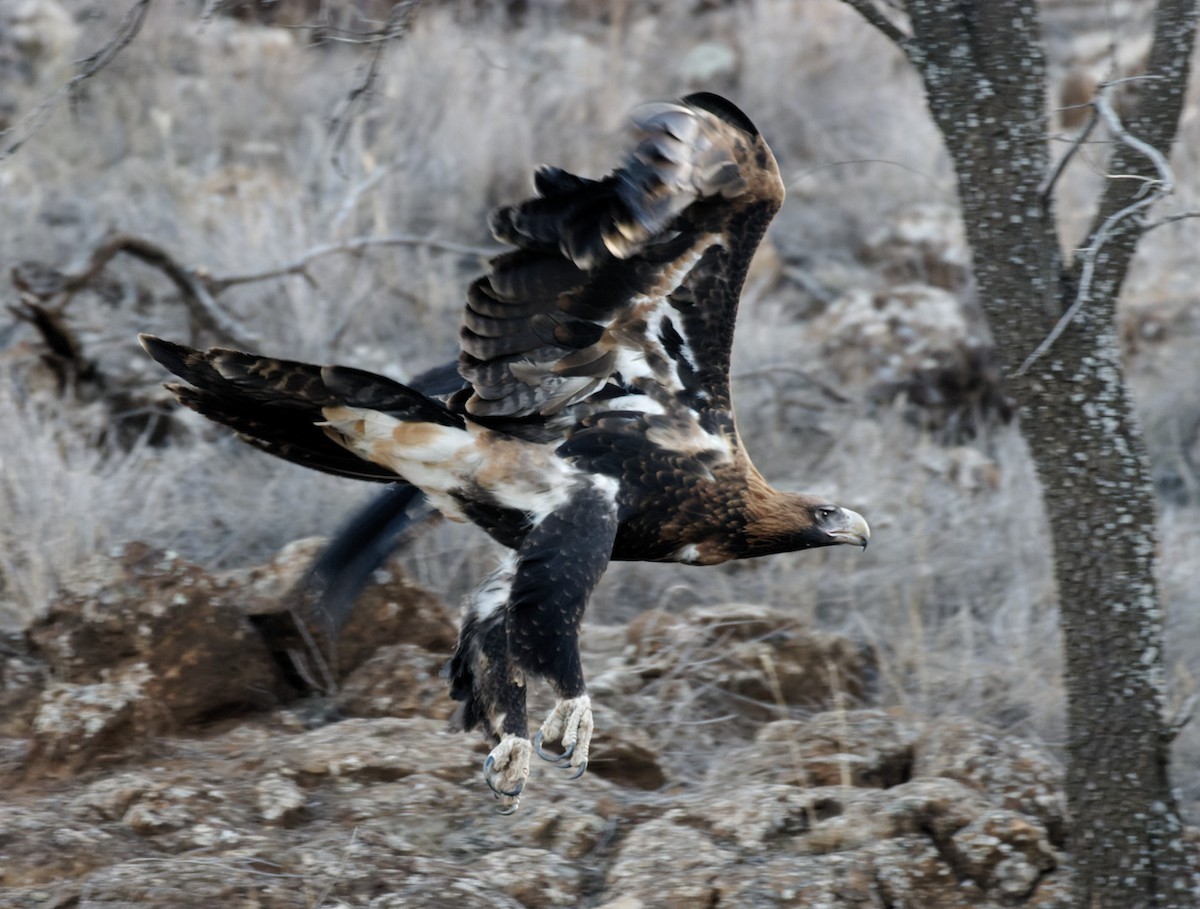 Wedge-tailed Eagle - ML617462191