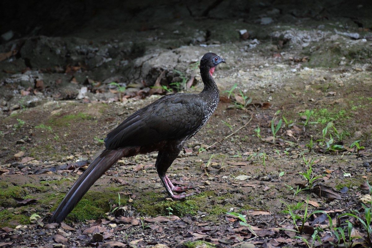 Crested Guan - ML617462194