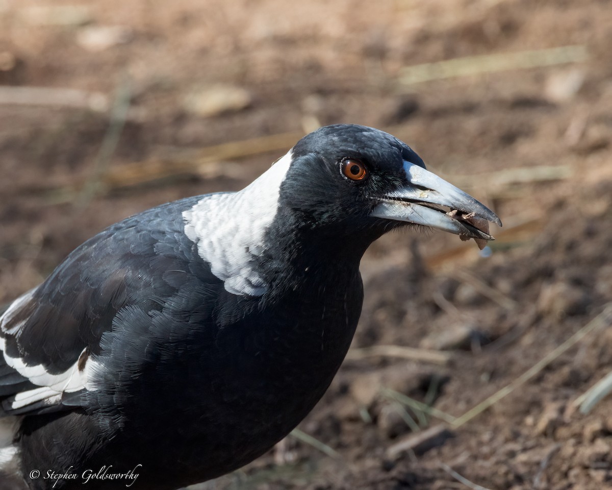 Australian Magpie - ML617462211