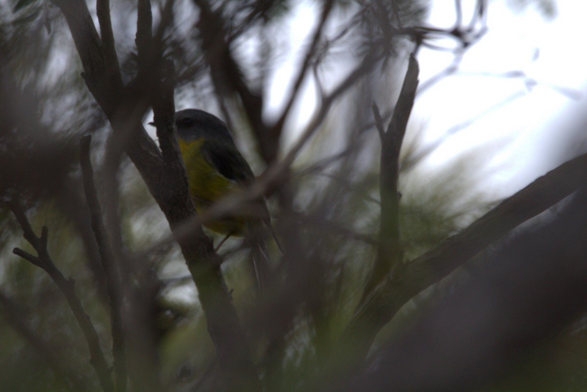 Eastern Yellow Robin - Noah Marshall