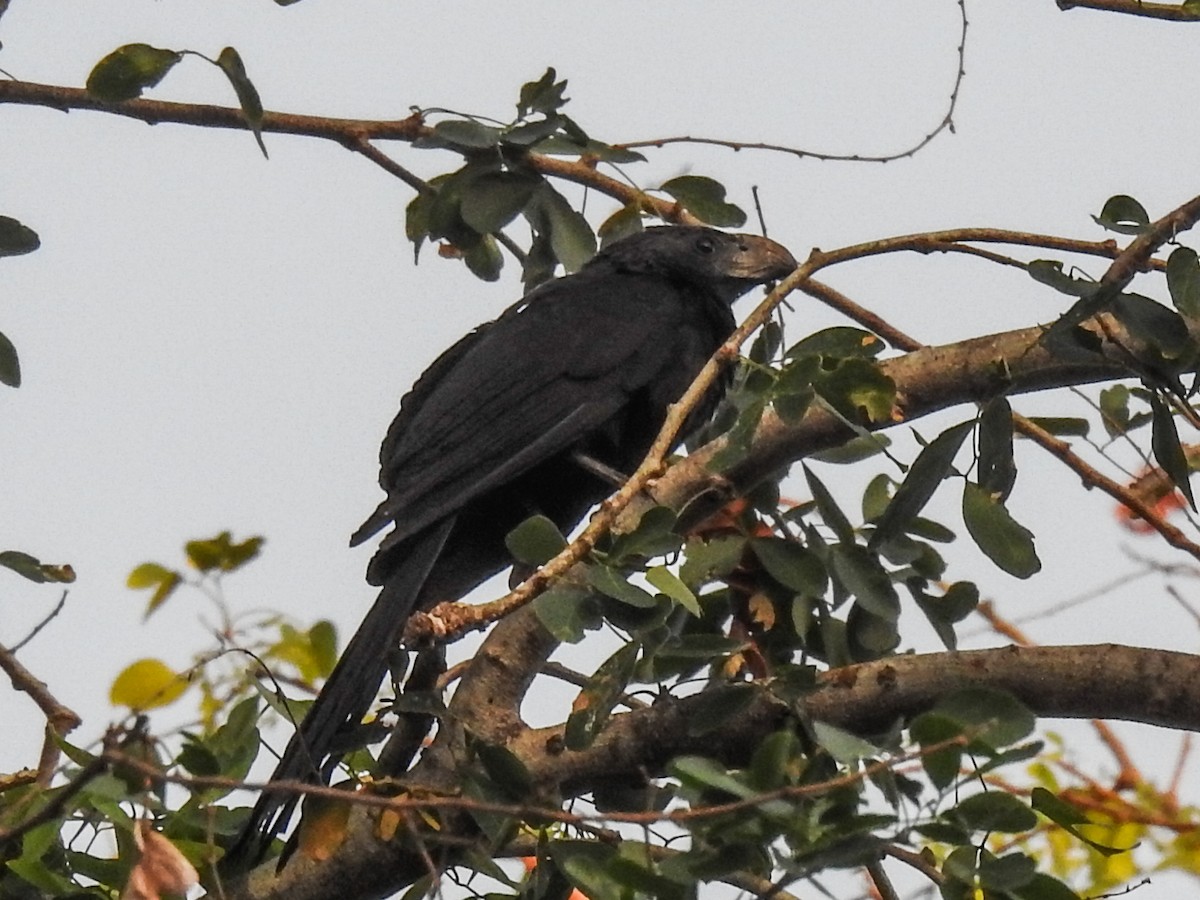 Groove-billed Ani - ML617462261