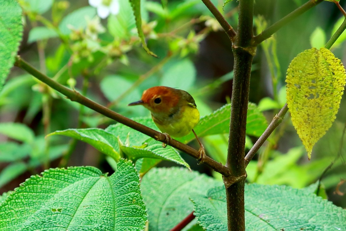 Rufous-headed Tailorbird - ML617462276