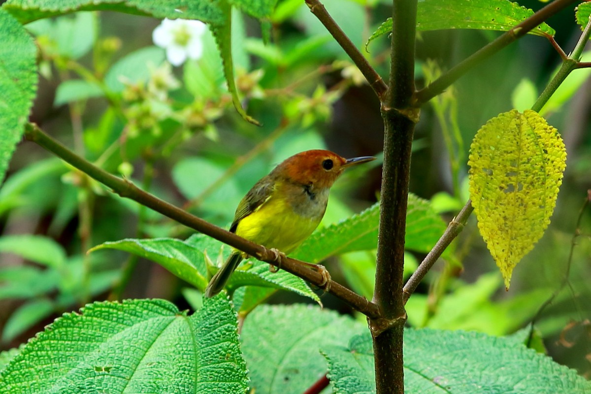 Rufous-headed Tailorbird - ML617462278