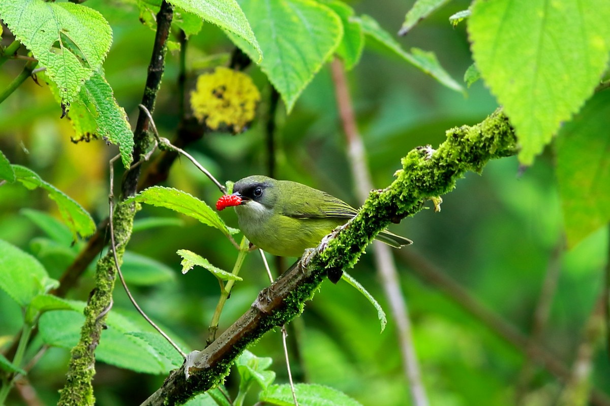 Mindanao White-eye - ML617462282