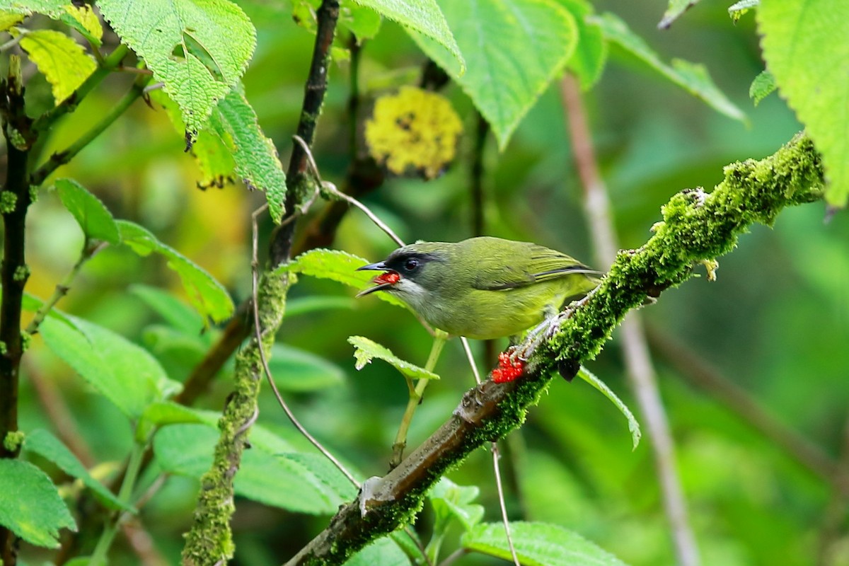 Mindanao White-eye - ML617462285