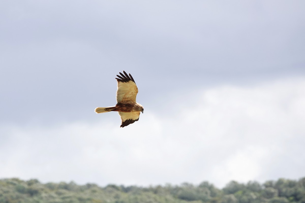 Western Marsh Harrier - ML617462309