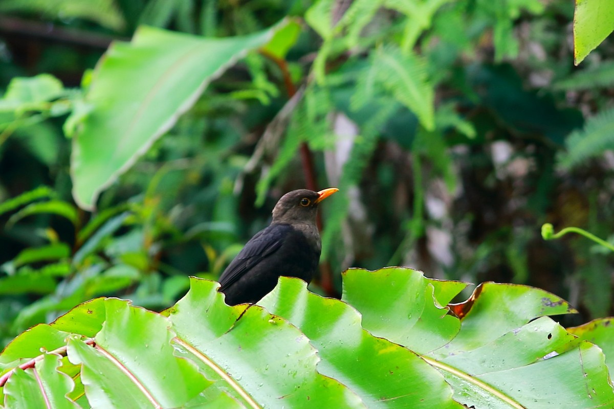 Island Thrush - ML617462313