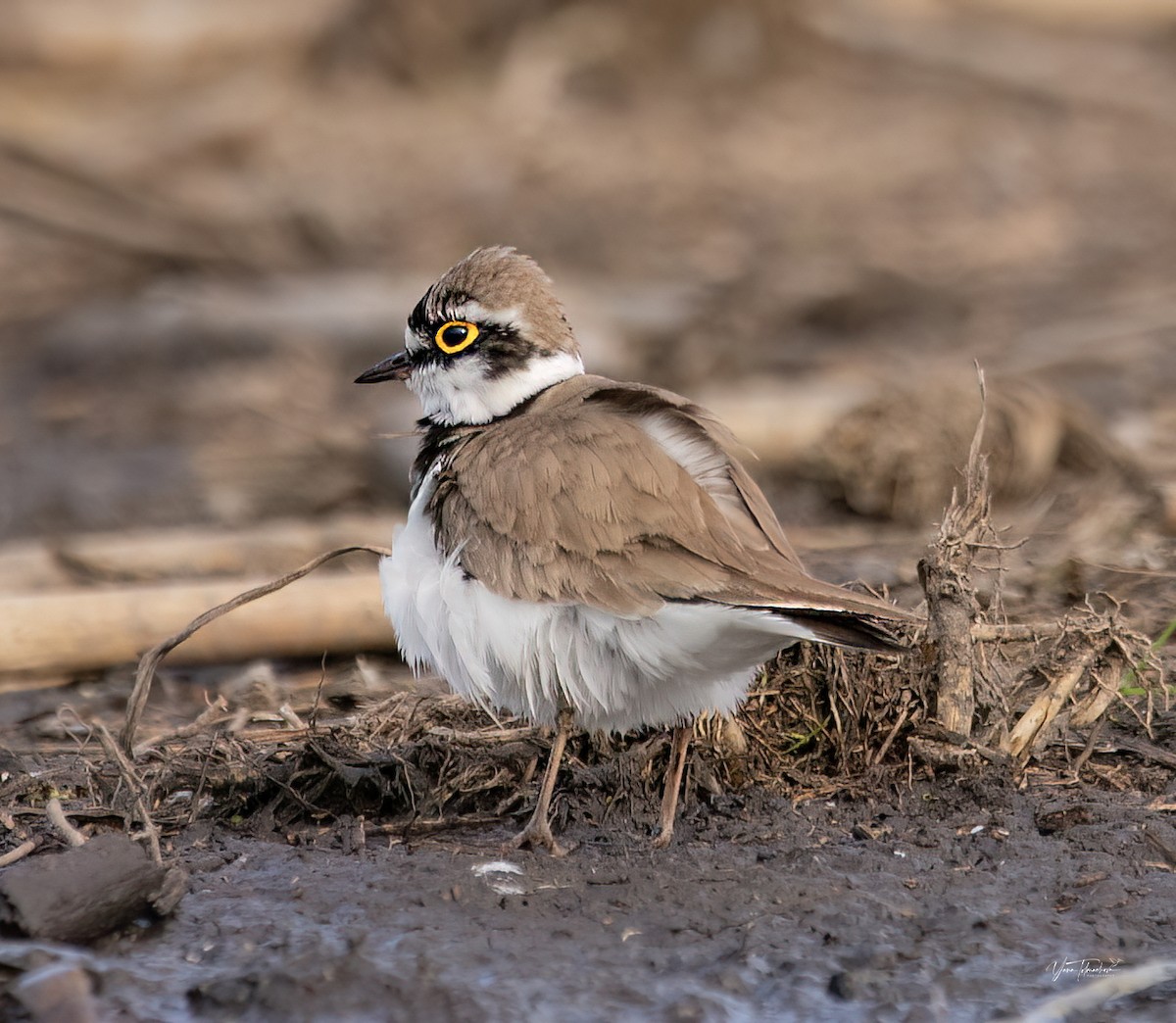 Little Ringed Plover - ML617462334