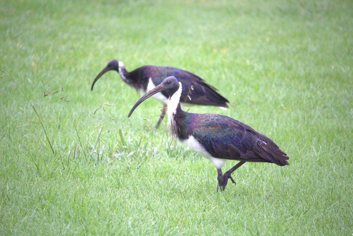 Straw-necked Ibis - ML617462338