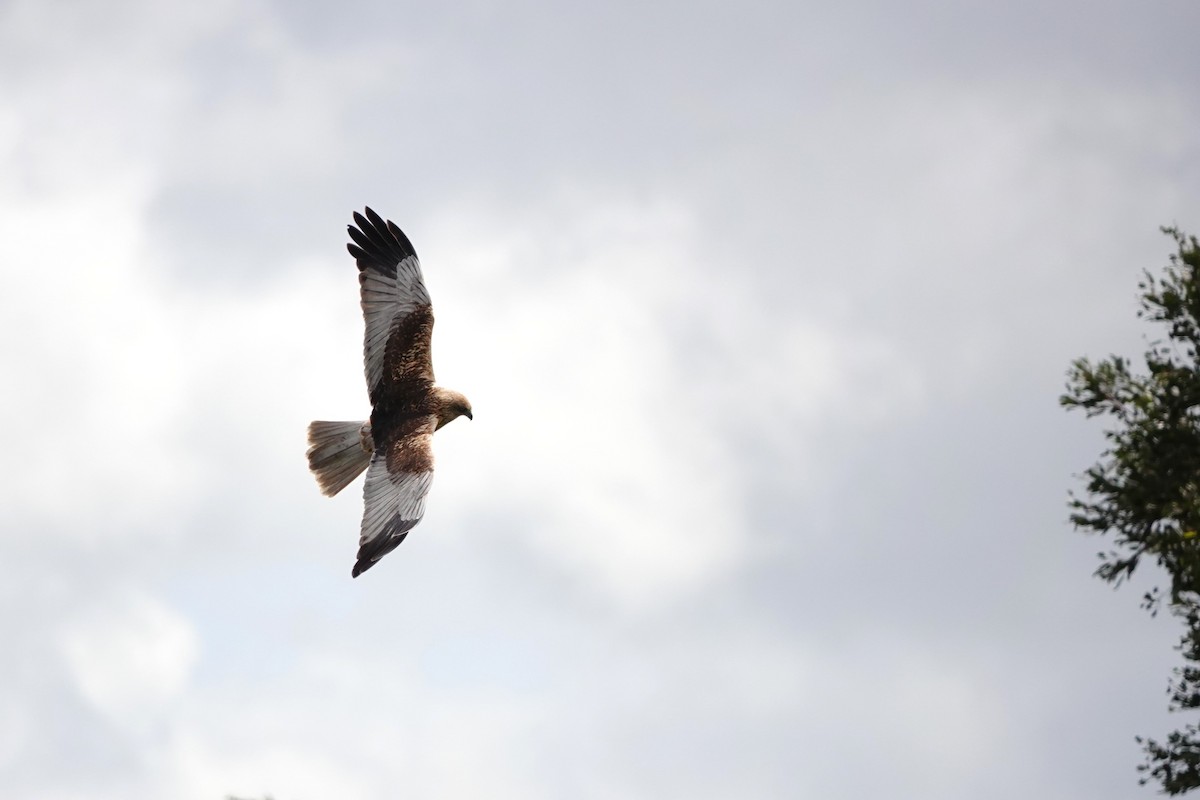 Western Marsh Harrier - Laura Rollán