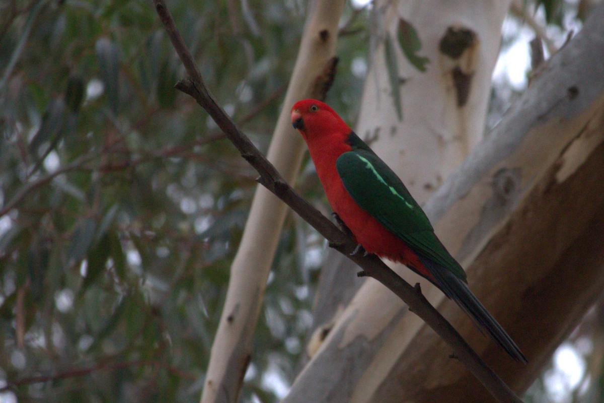 Australian King-Parrot - ML617462353