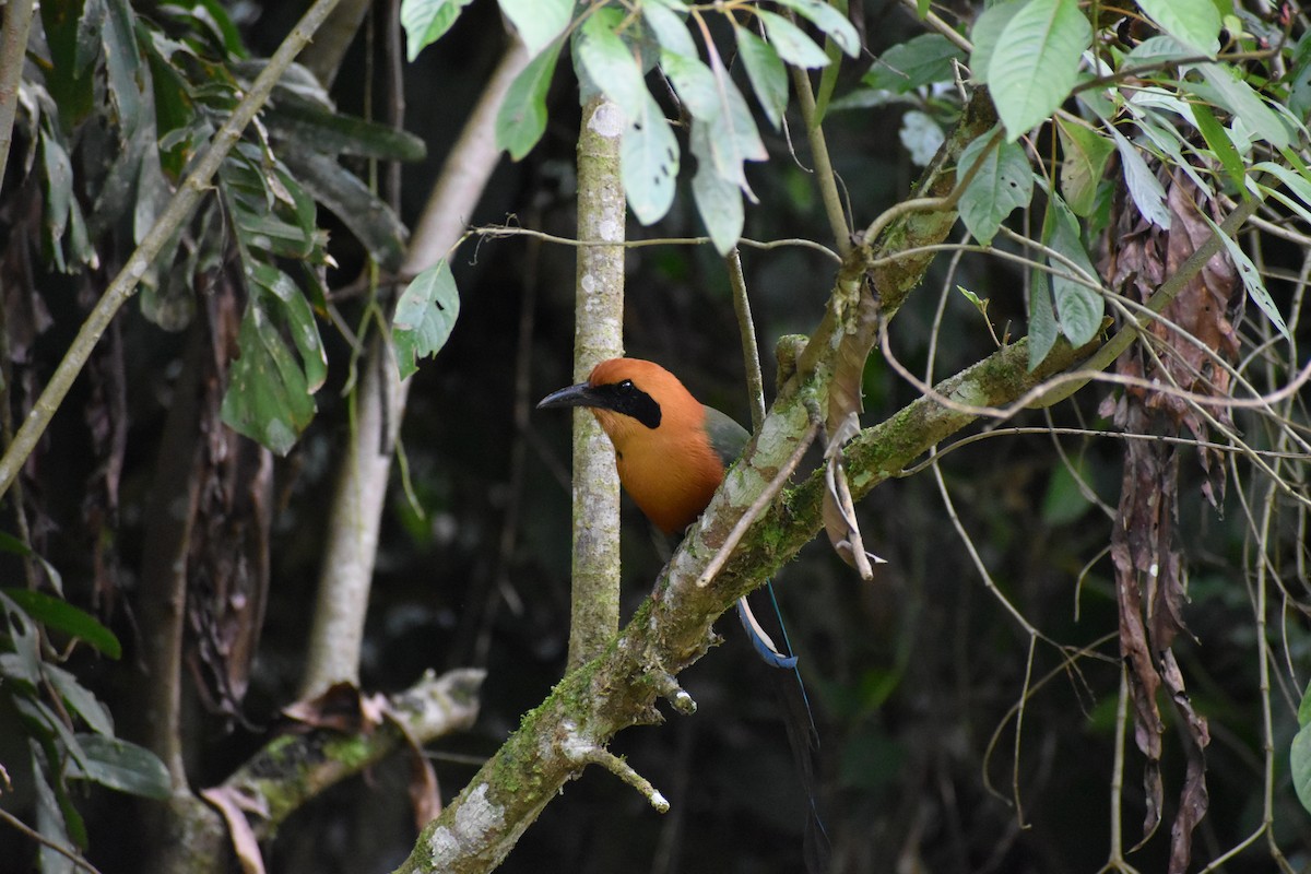 Rufous Motmot - ML617462361