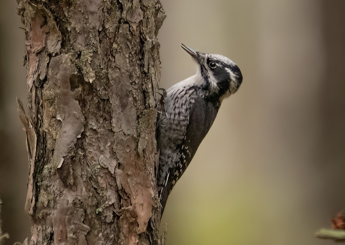 Eurasian Three-toed Woodpecker - Yana Tolmachova